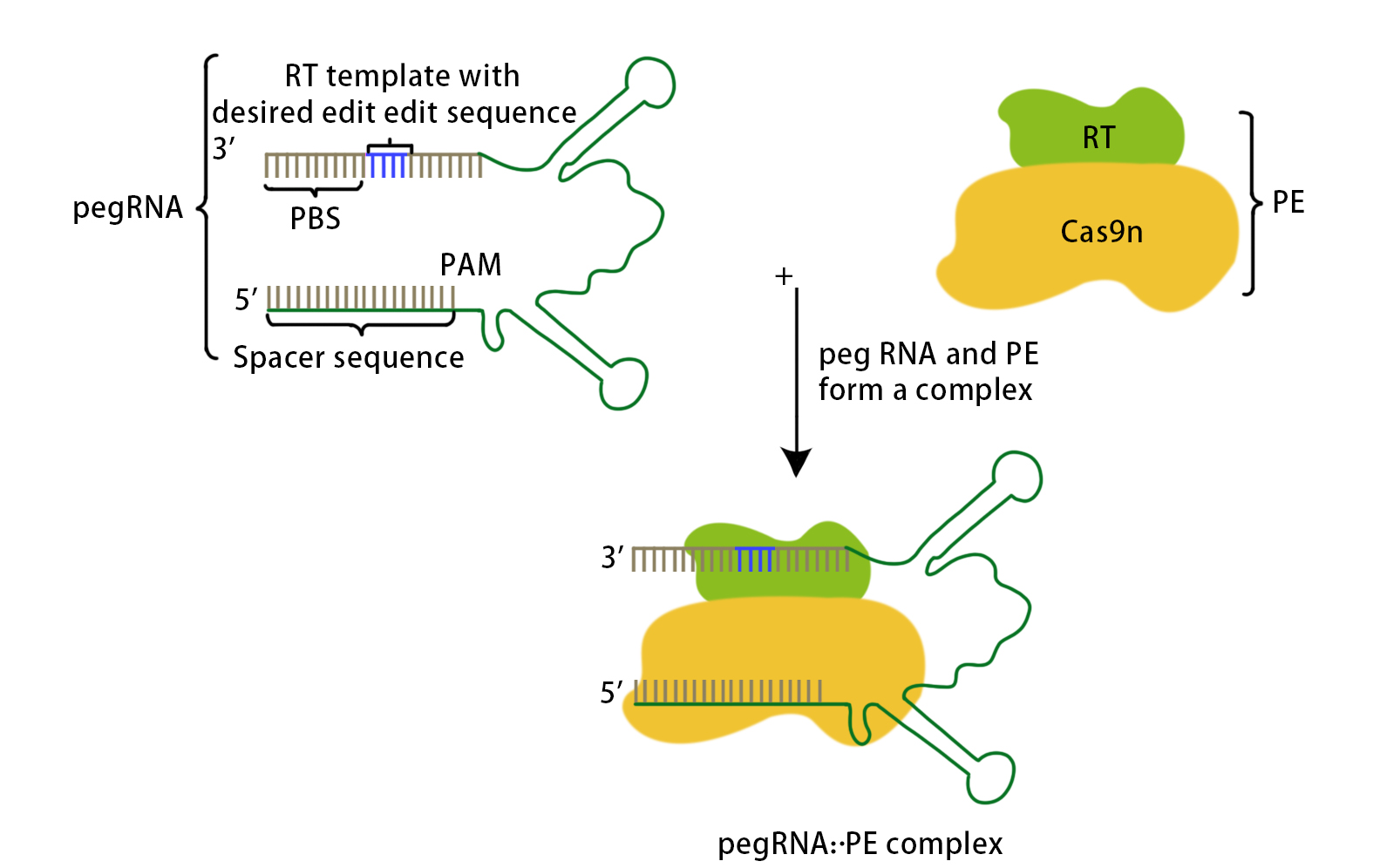 crispr基因定点突变服务流程
