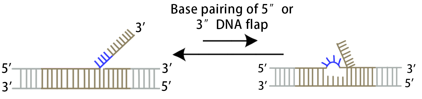 crispr基因定点突变服务流程