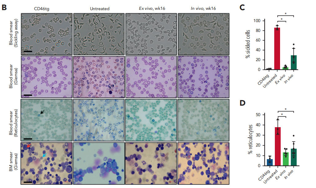 治疗后第16周，CD46/Townes小鼠的体外和体内表型校正