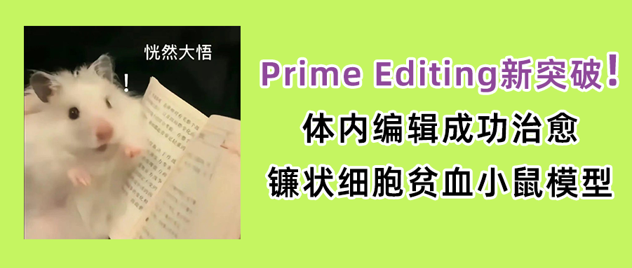 Prime Editing新突破：体内编辑成功治愈镰状细胞贫血小鼠模型