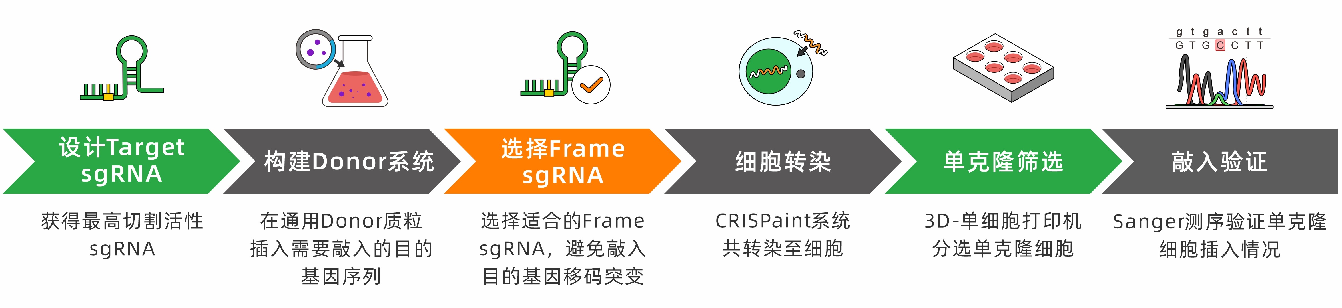 CRISPaint实验流程