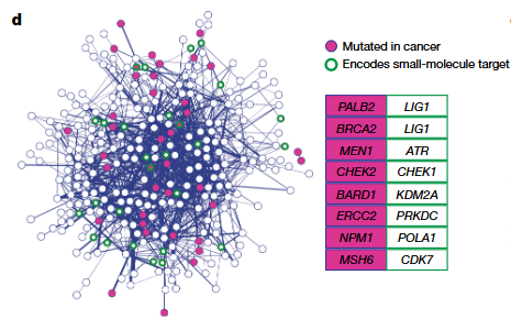 合成致死网络图谱,标注哪些基因对与癌症突变、小分子靶点重叠