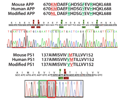 桑格测序证实了小鼠APP外显子16和PS 1外显子5中病理性突变(红框)和人源化(绿色框)核苷酸的成功替换