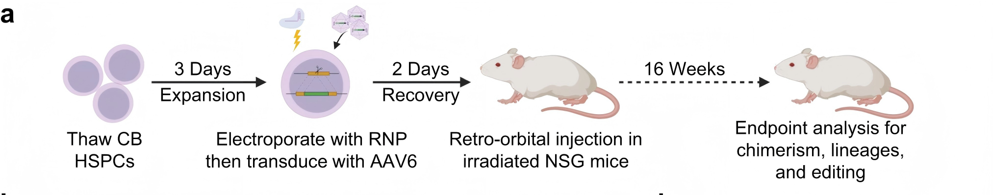 编辑后的HSPCs在小鼠体内的长期存活和抗体表达情况