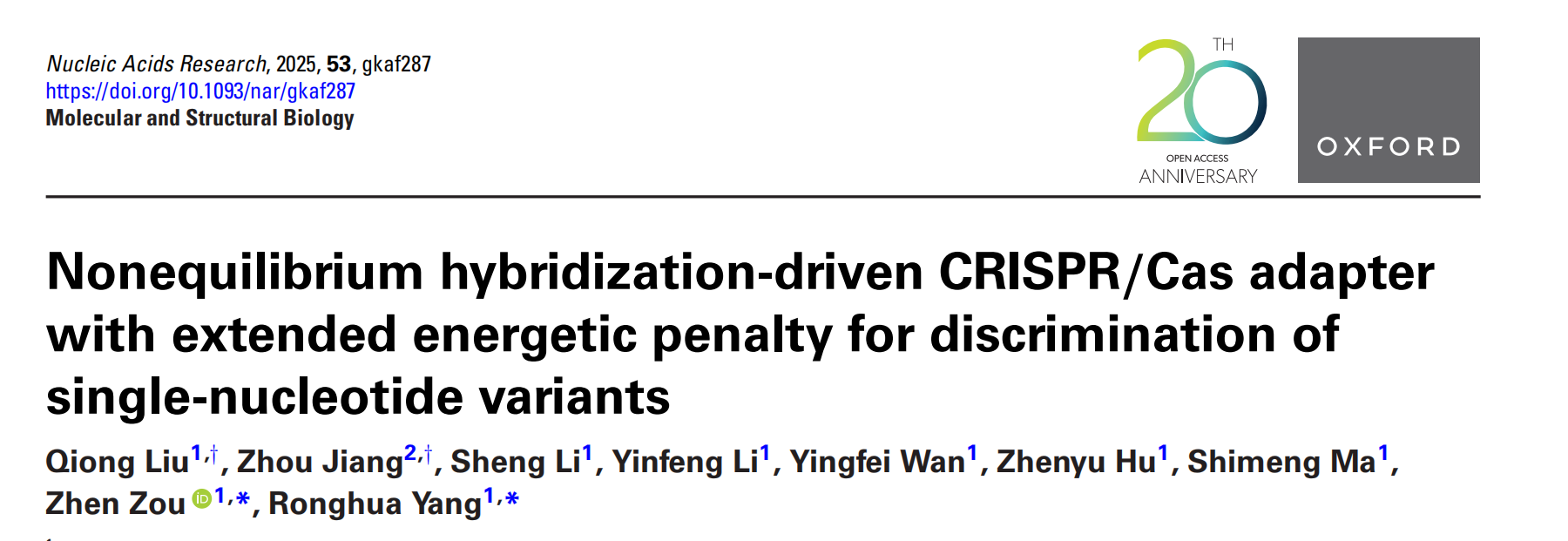 Nonequilibrium hybridization-driven CRISPR/Cas adapter with extended energetic penalty for discrimination of single-nucleotide variants