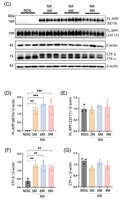 蛋白质表达分析