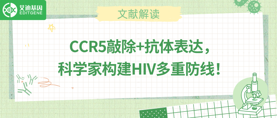基因编辑联合抗体分泌，HIV治疗迎来新突破！