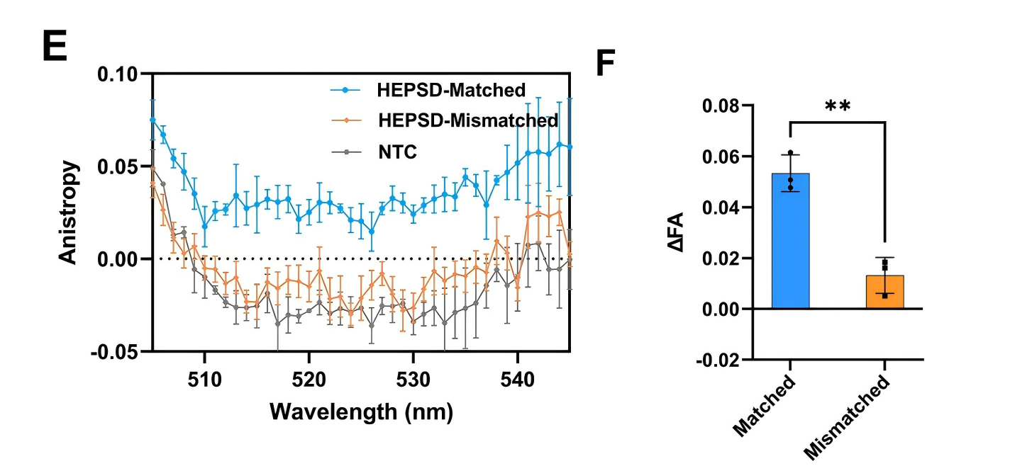 HEPSD与匹配或不匹配的目标的结合稳定性FA分析