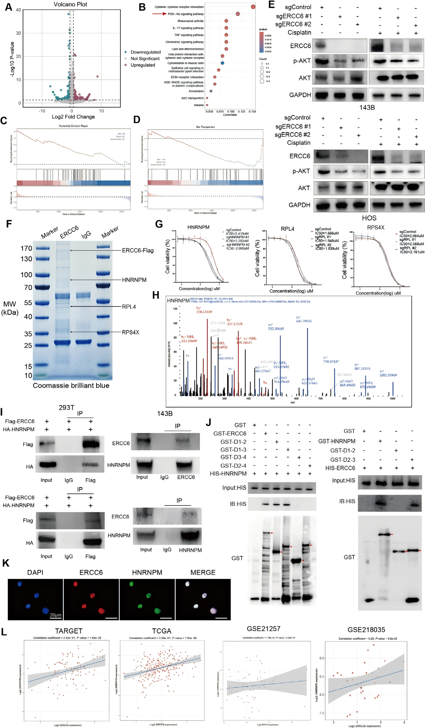 ERCC6对AKT通路的调节以及结合蛋白HNRNPM的识别