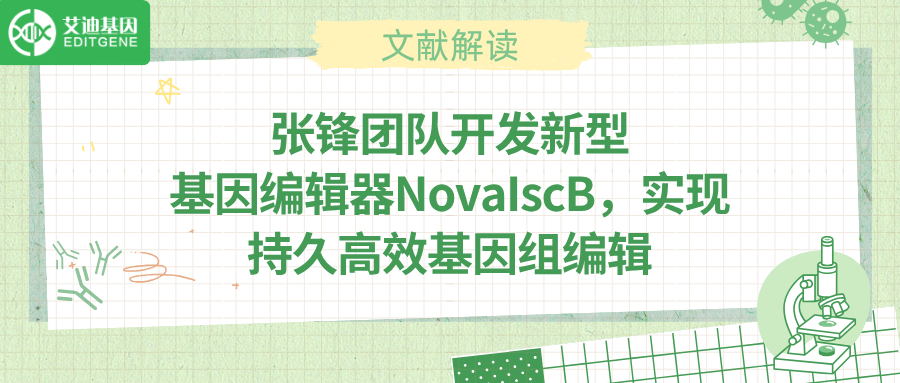 张锋团队打造新酶工具NovaIscB ，助力精准基因调控