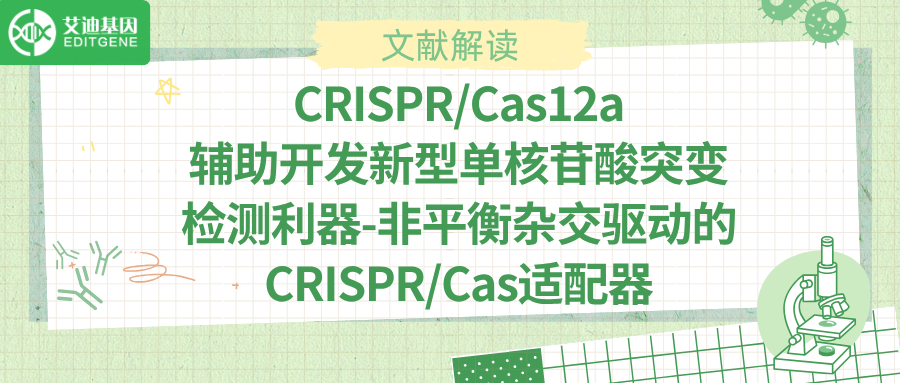 新型CRISPR-Cas12a系统为精准检测和诊断相关疾病提供助力