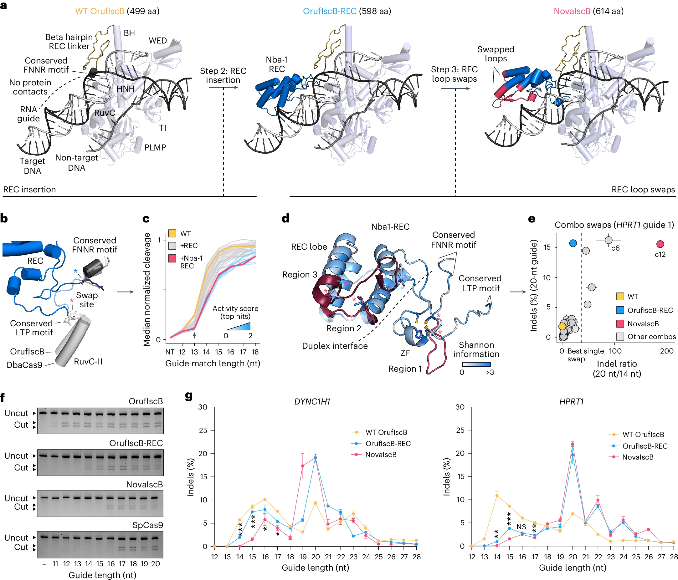 OrufIscB的重新设计以实现高效编辑