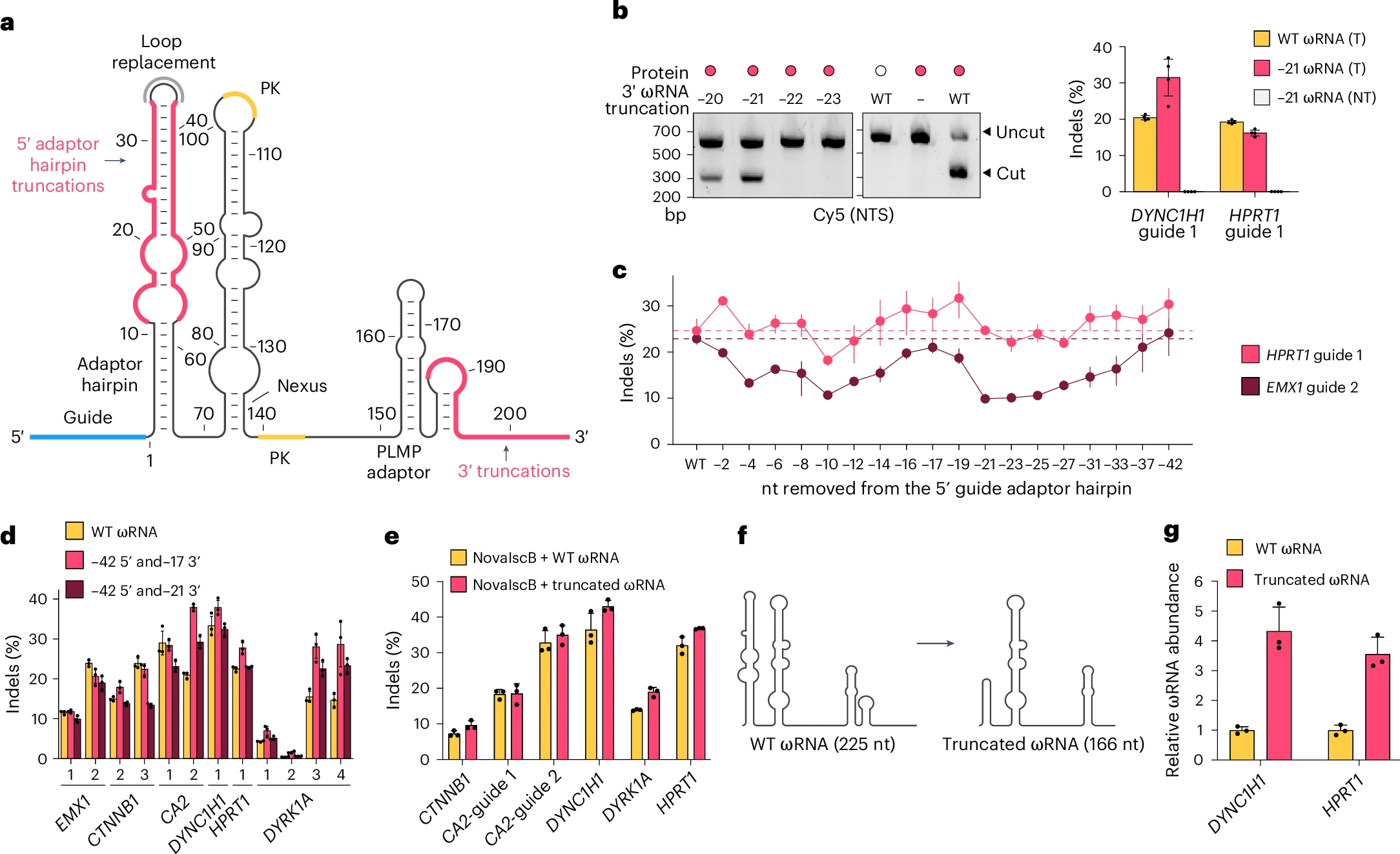 ωRNA支架的结构导向工程