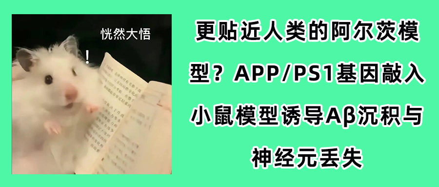 更贴近人类的阿尔茨模型?APP/PS1基因敲入小鼠模型诱导Aβ沉积与神经元丢失