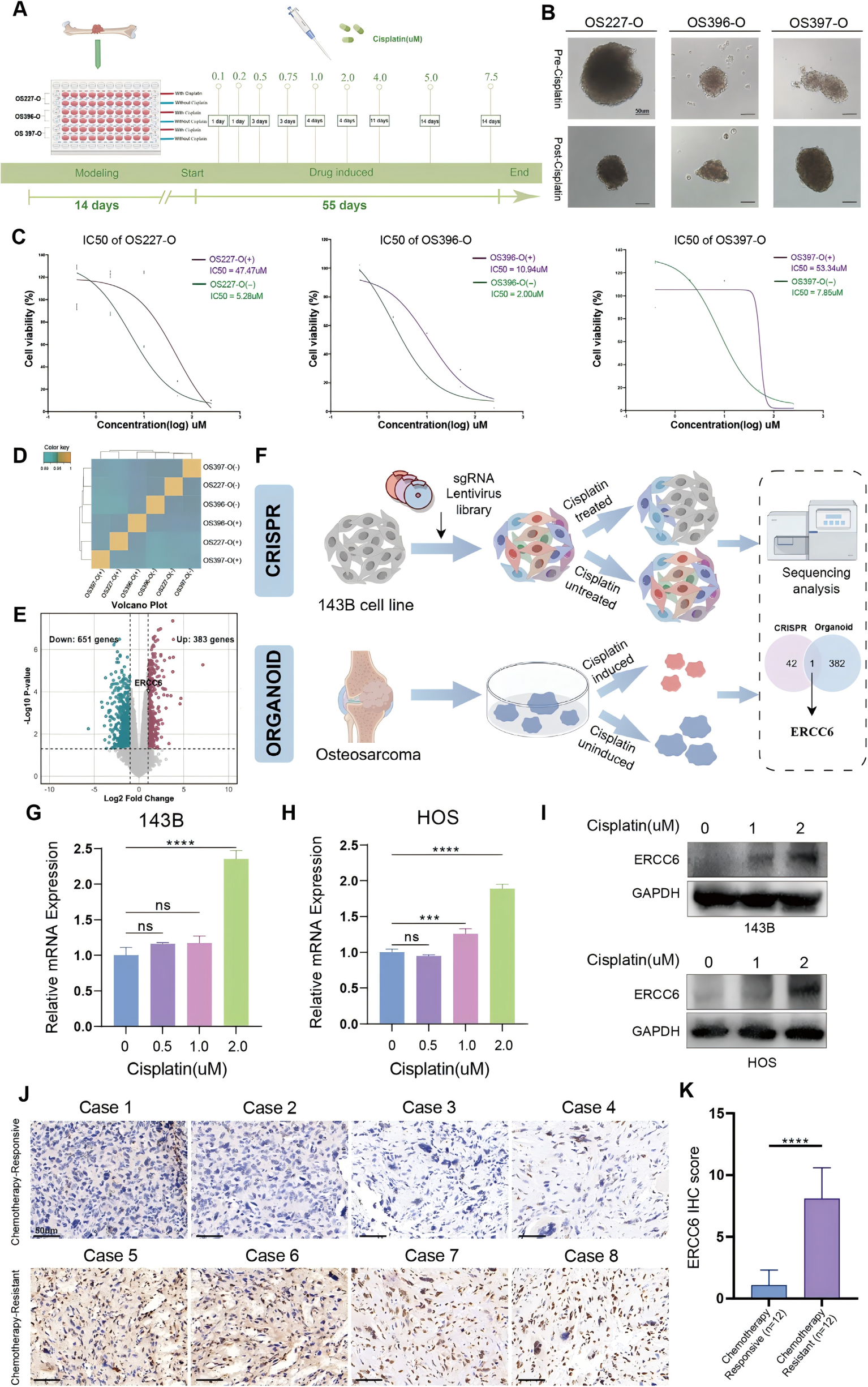 顺铂耐药关键基因的鉴定