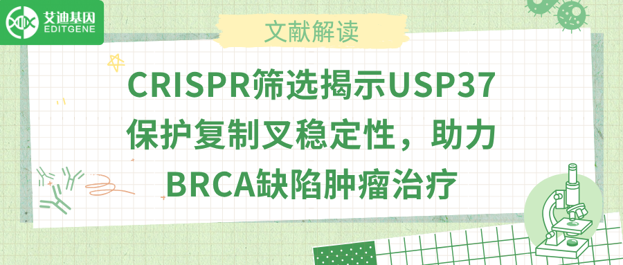 去泛素化酶USP37抑制HLTF，癌症耐药有解了