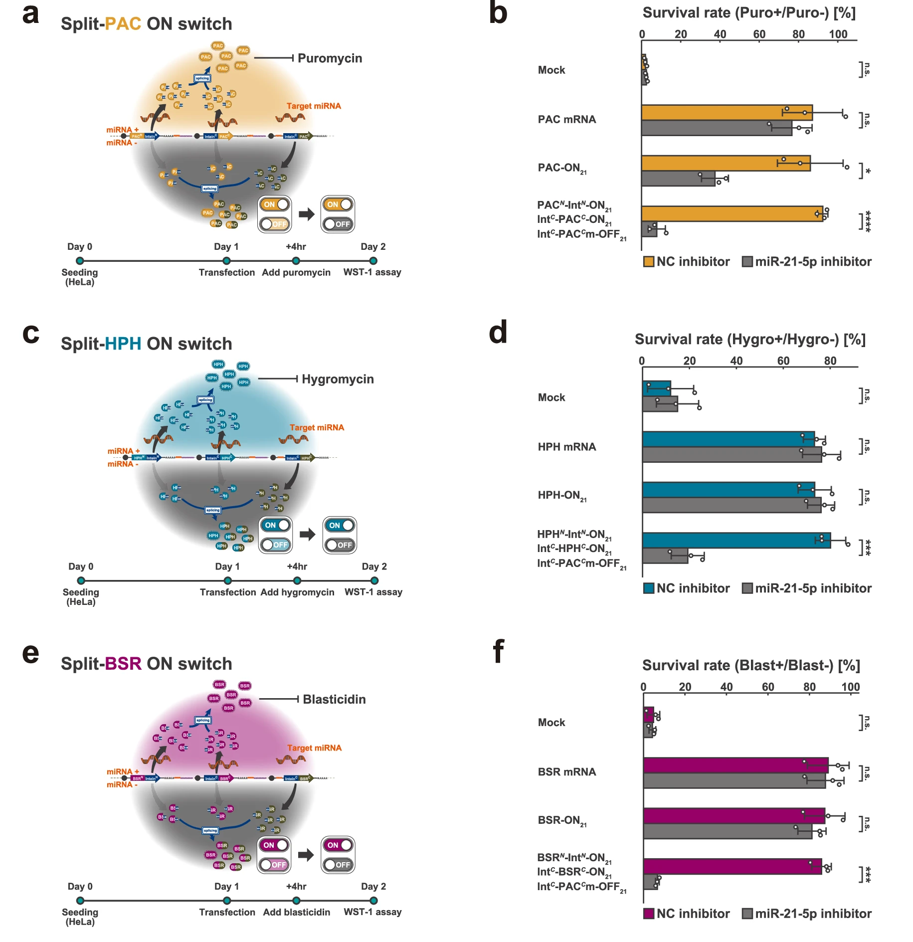 Split RNA调控耐药基因，在HeLa细胞中存活率>80%