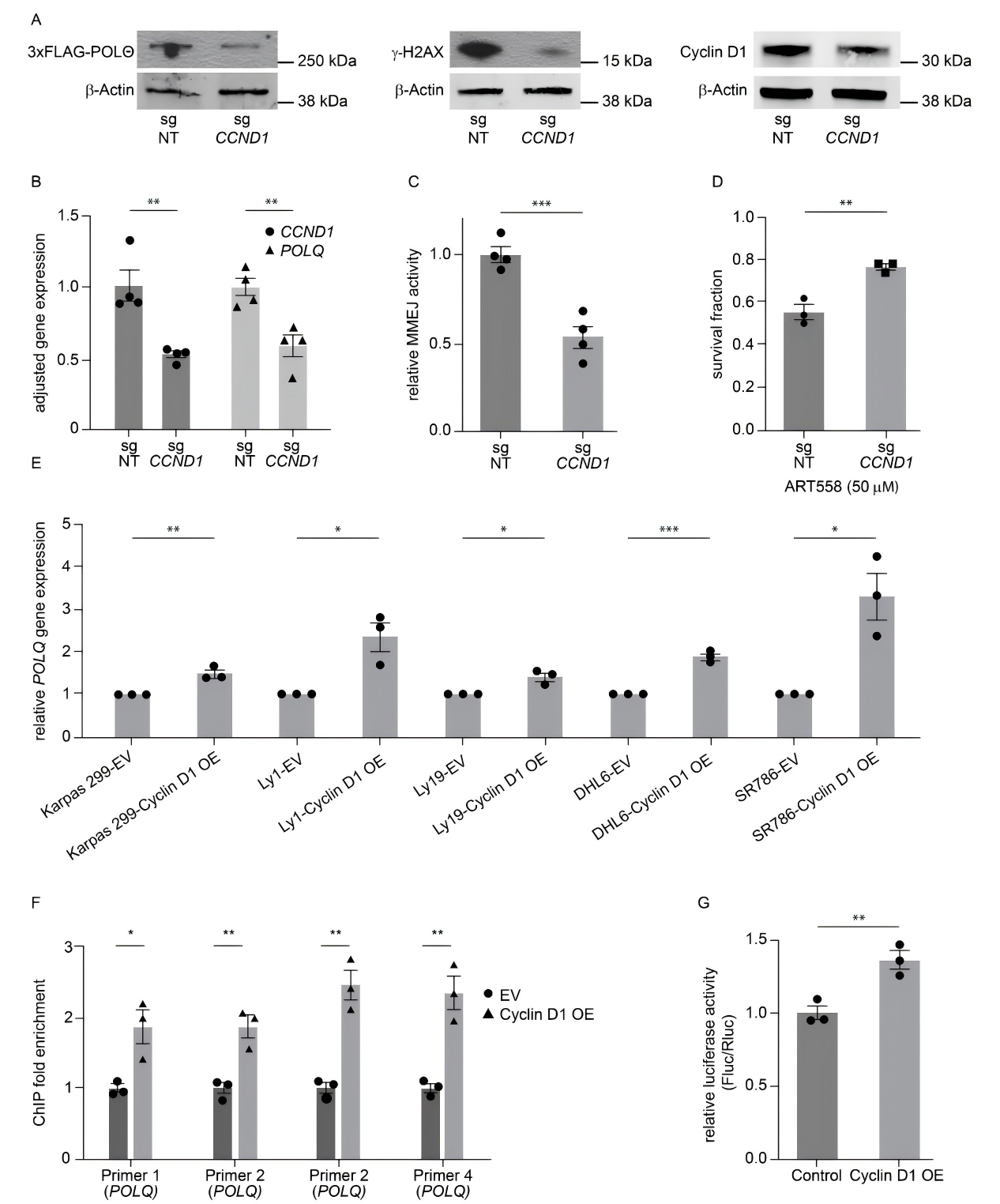 Cyclin D1过表达与POLQ特异性结合后DNA损伤修复增强