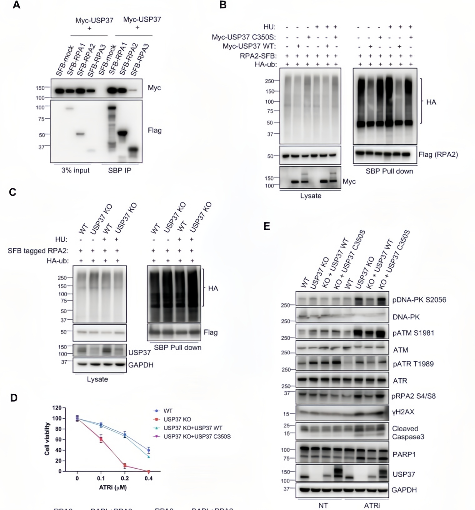 USP37酶活依赖性的功能验证