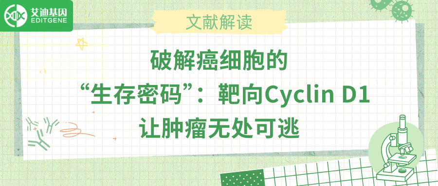 破解癌细胞的“生存密码”：靶向Cyclin D1让肿瘤无处可逃