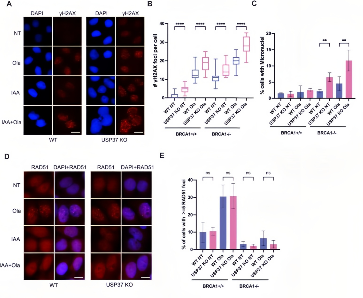USP37缺失对BRCA1缺陷细胞基因组不稳定性和复制叉稳定性的影响