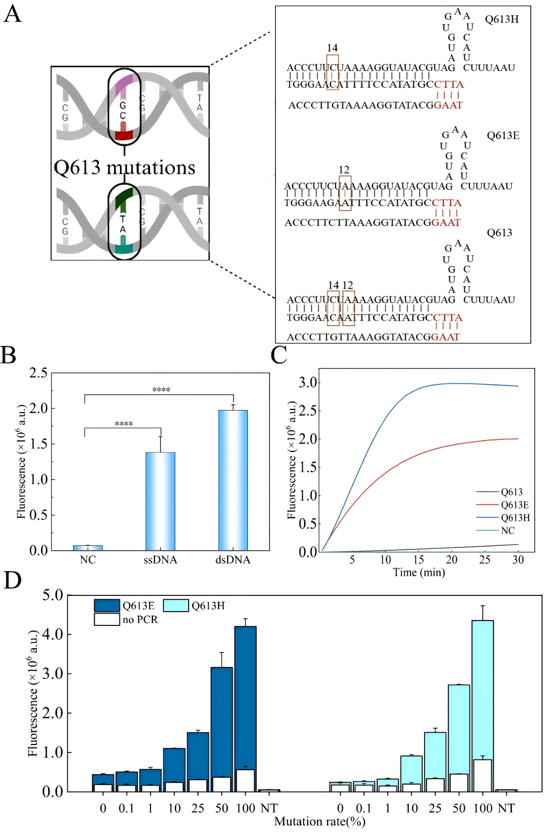 错配crRNA介导的CRISPR/Cas12a 可行性结果