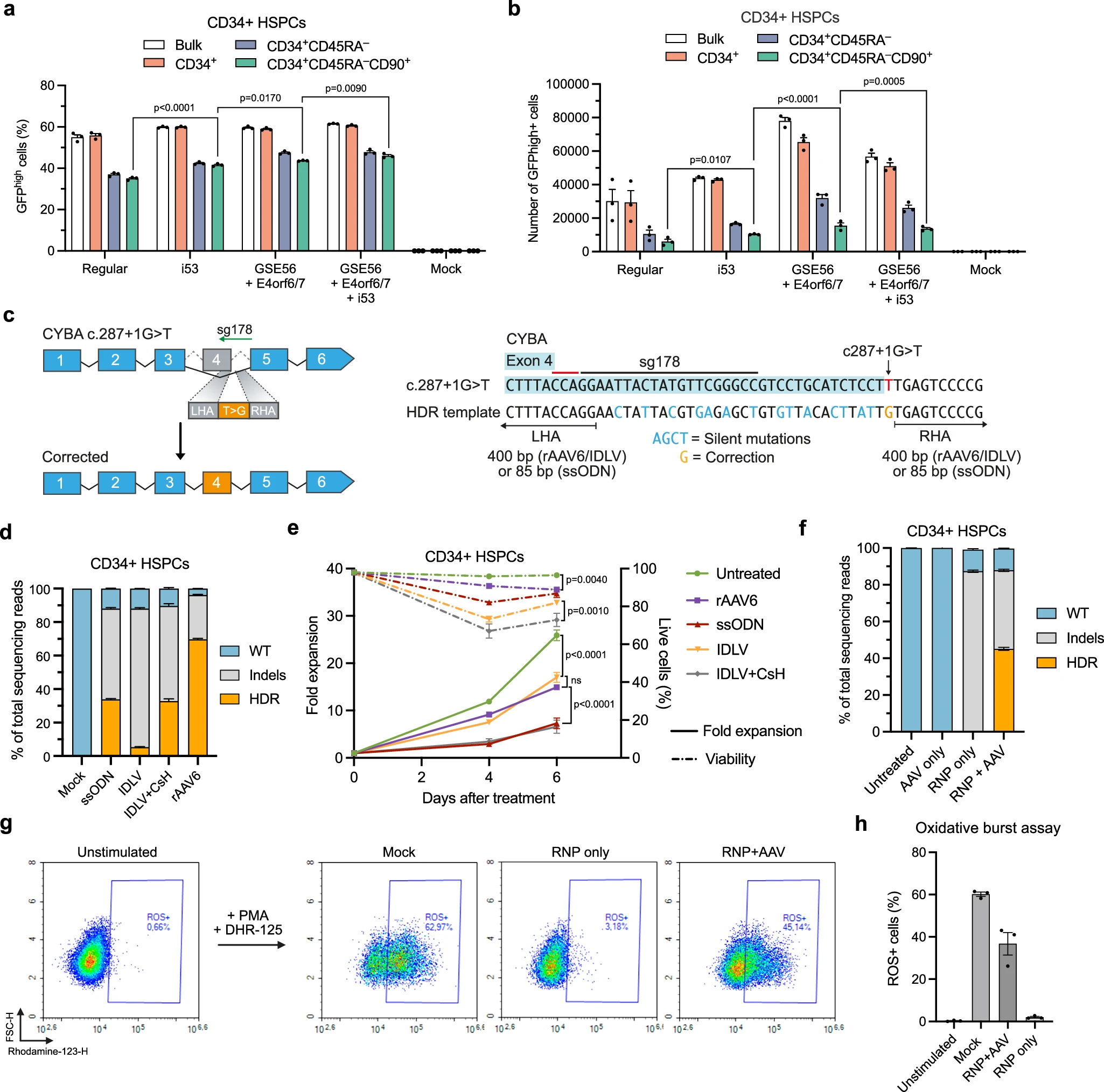 优化的CYBA基因编辑方法