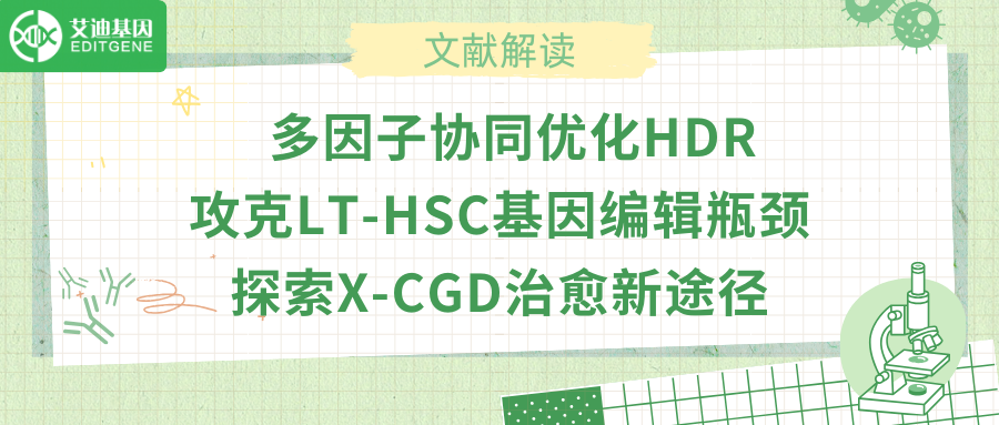 多因子协同优化HDR，攻克LT-HSC基因编辑瓶颈