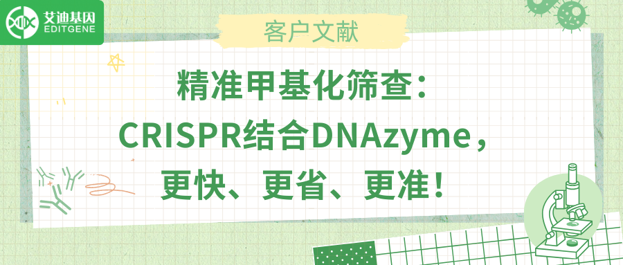 精准甲基化筛查：CRISPR结合DNAzyme，更快、更省、更准！