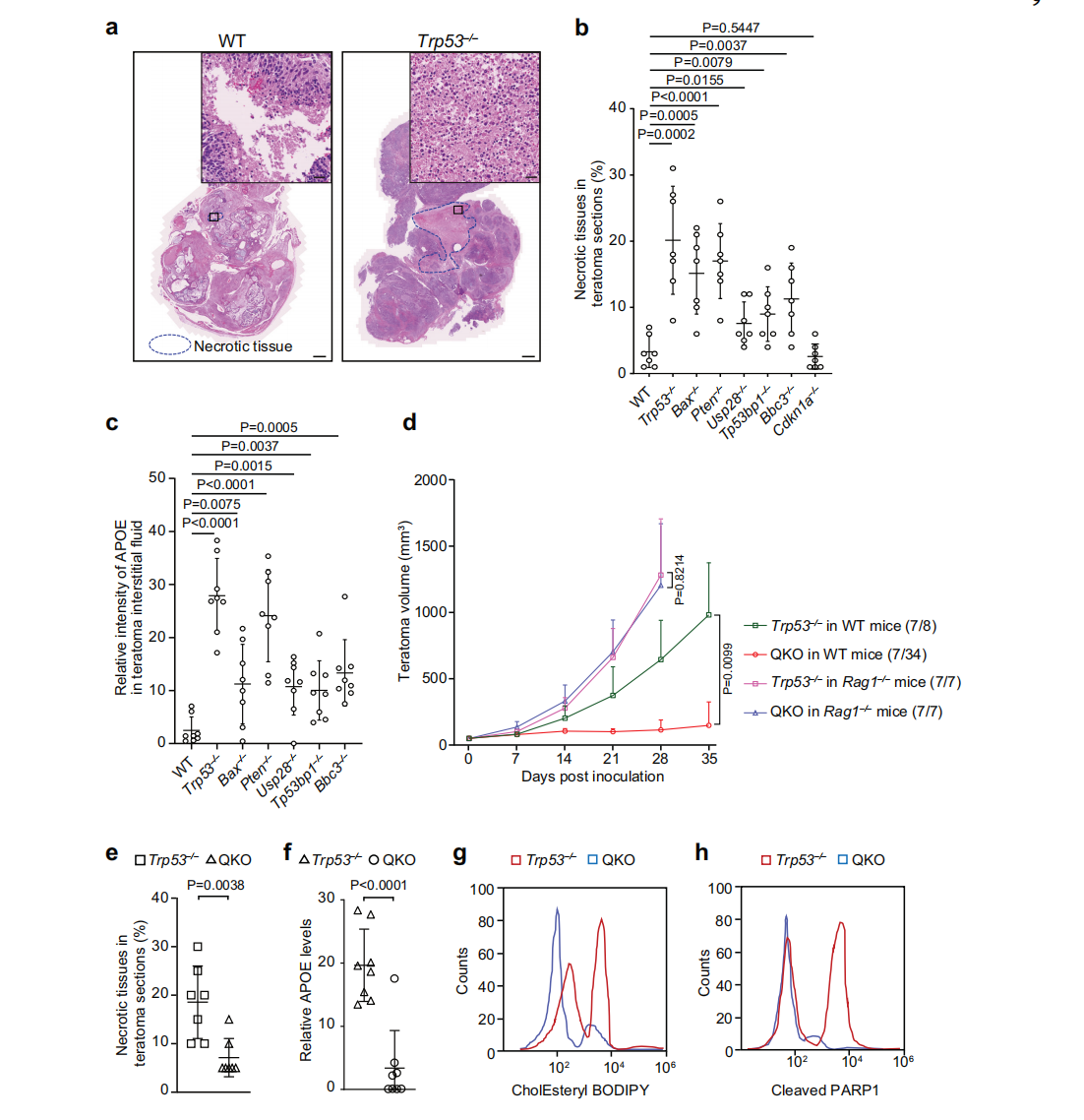 阻断坏死可消除 Trp53⁻/⁻畸胎瘤的免疫逃逸