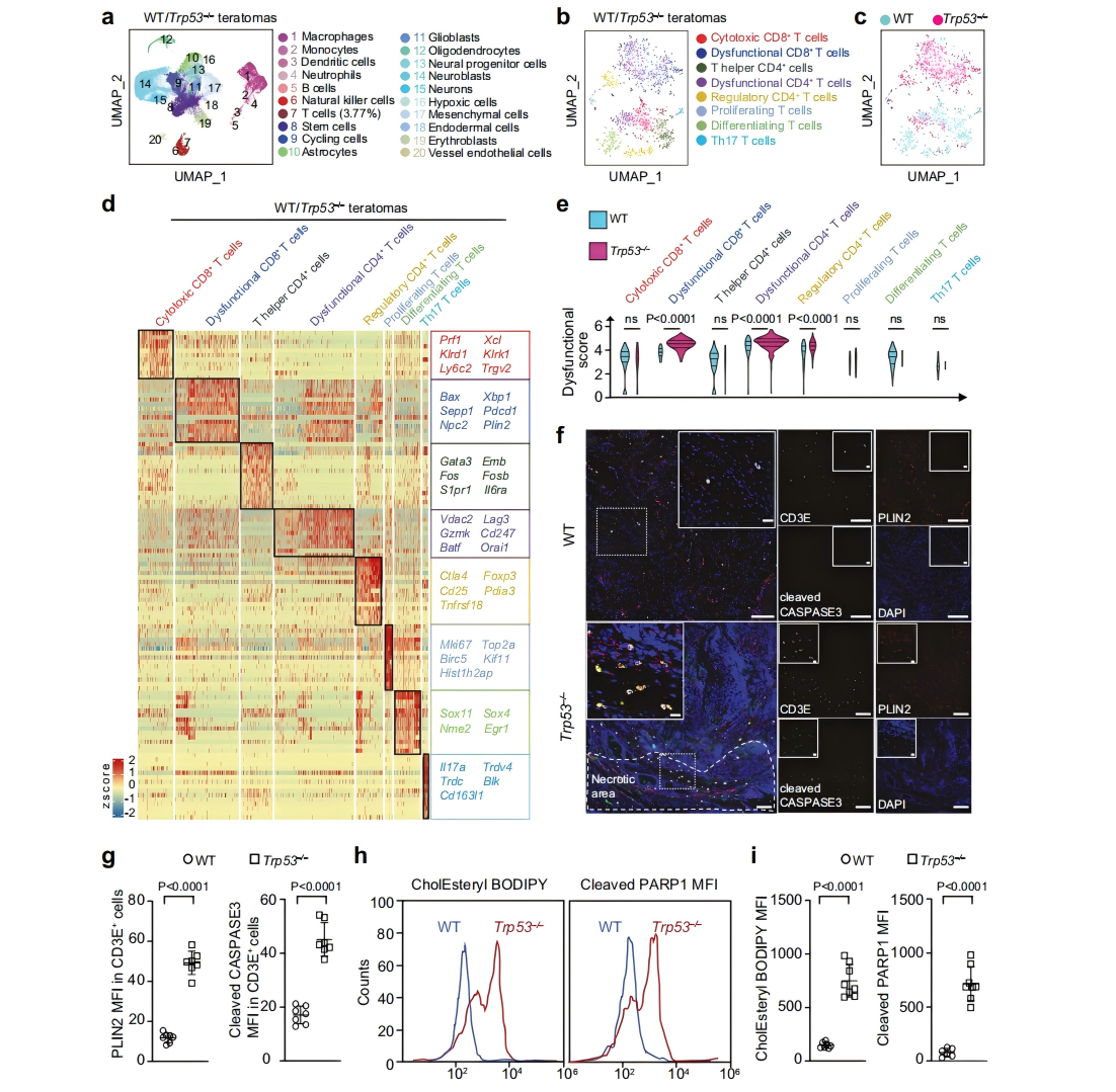 通过单细胞RNA测序技术分析畸胎瘤中浸润T细胞的分子特征