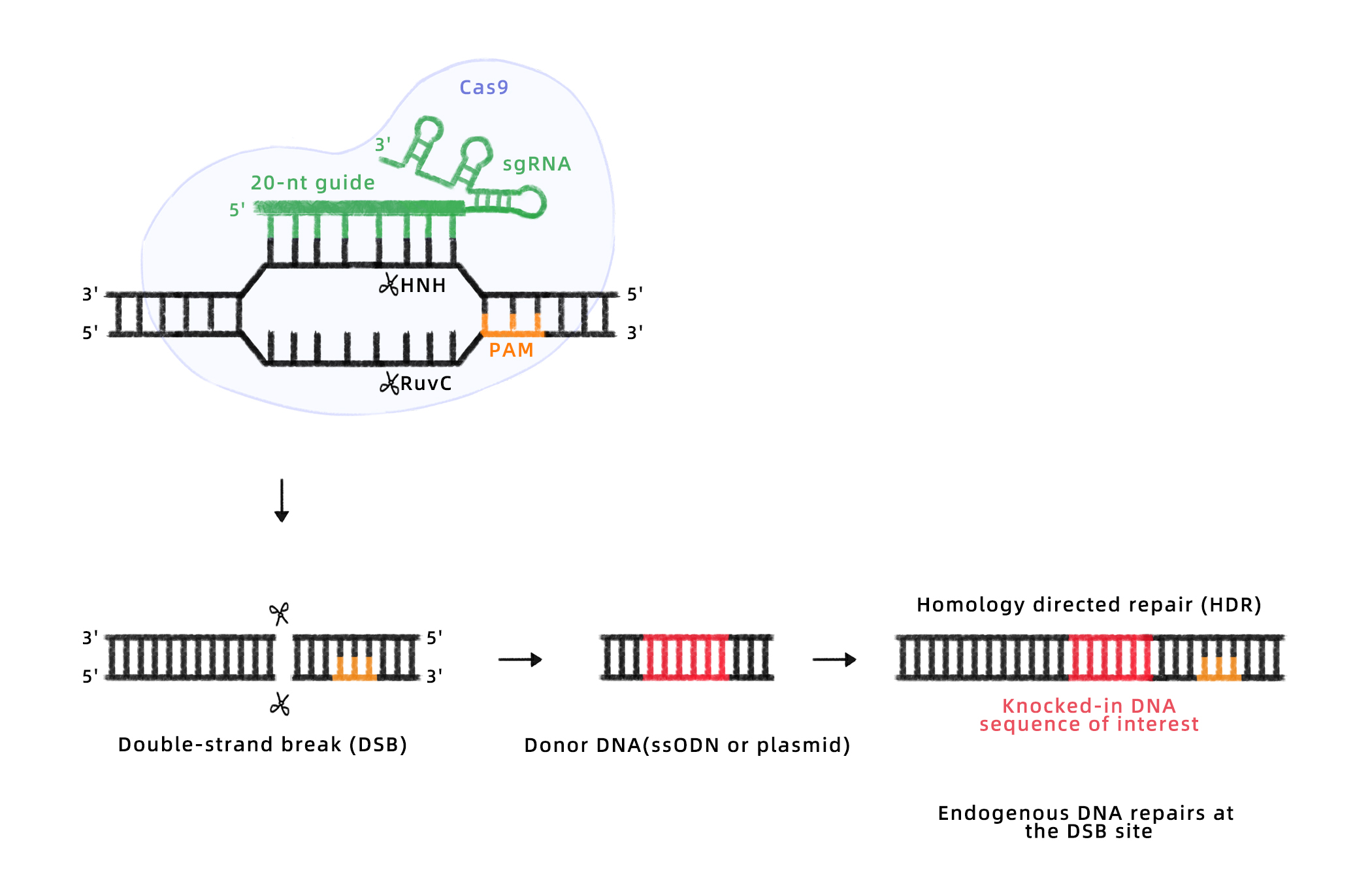 同源重组(HDR)工作流程