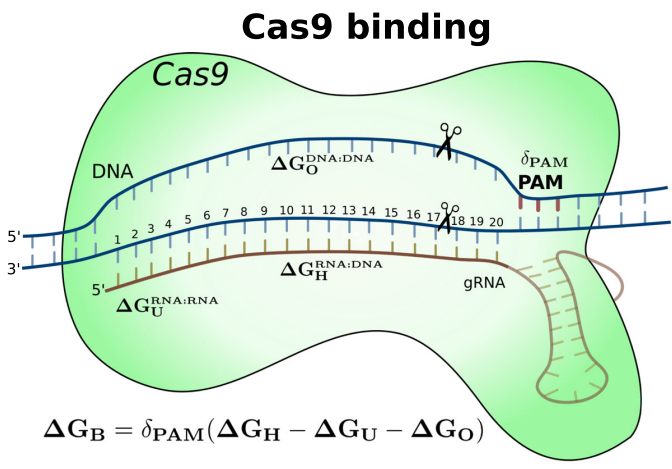 能量模型ΔGB=δPAM(ΔGH-ΔGU-ΔGO)